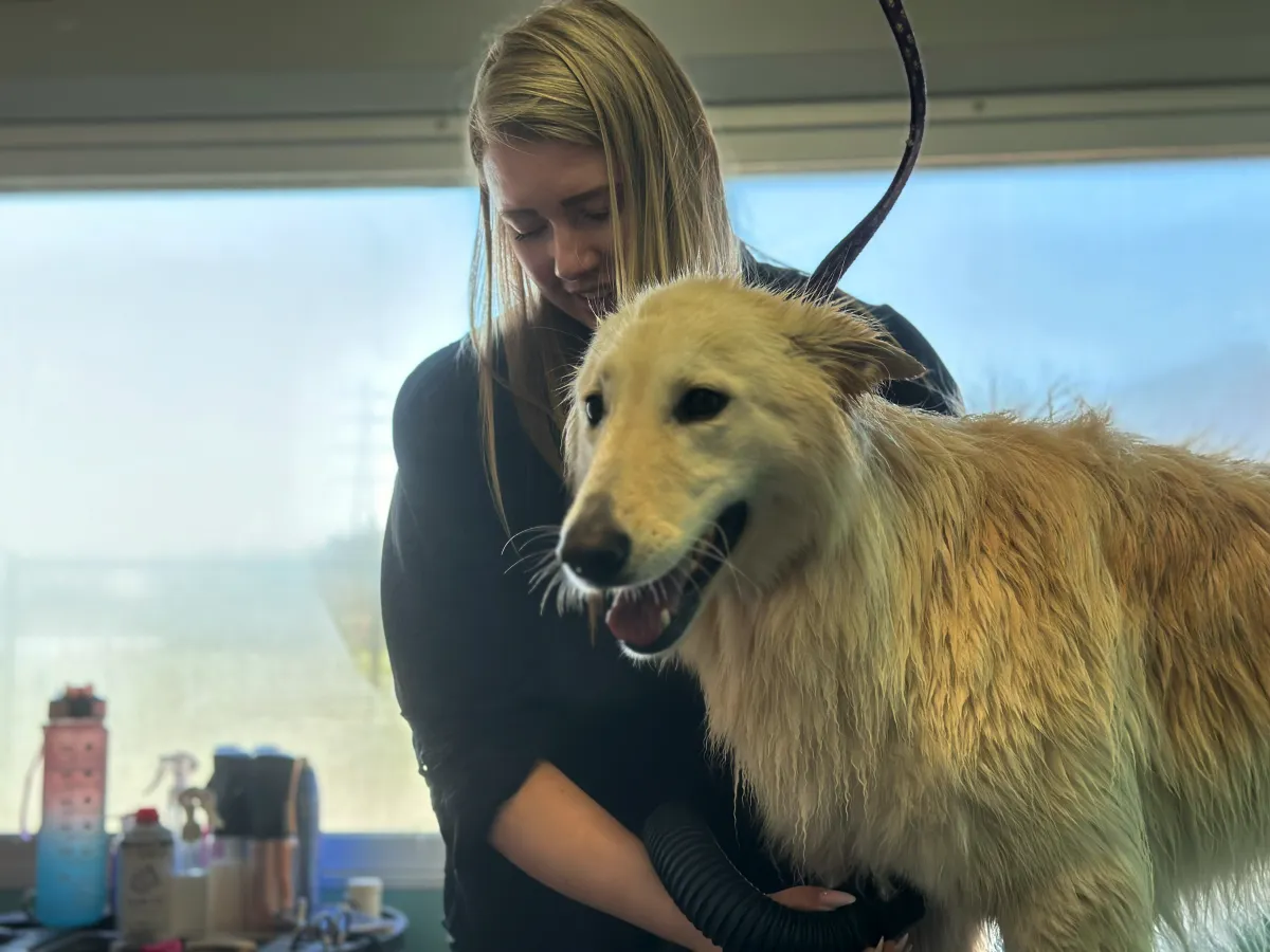 Stephanie Meurs aan het werk met een hond tijdens een trimbeurt bij Steef's trimsalon Opheusden