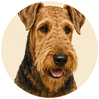 Airedale terriër