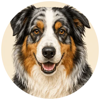 Australian Shepherd