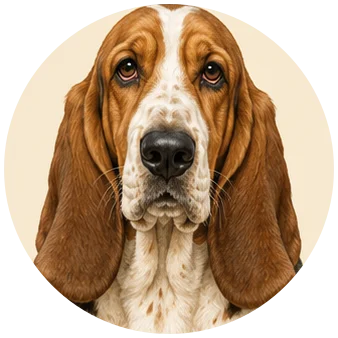 Basset hound