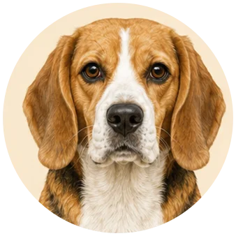 Beagle