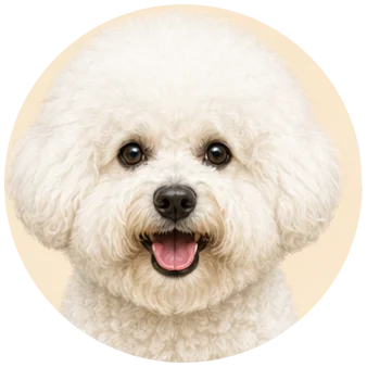 Bichon Frise