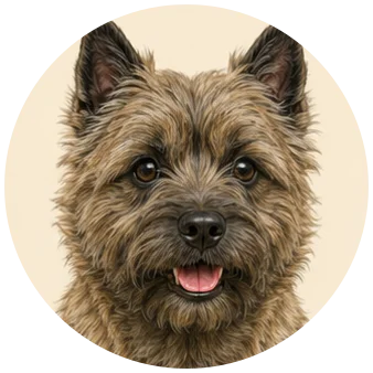 Cairn terriër