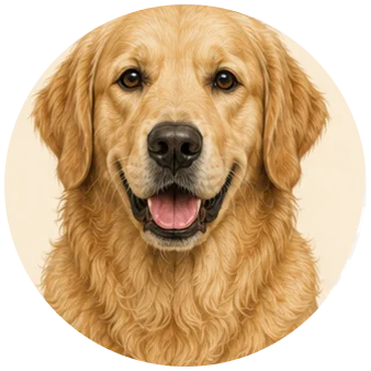 Golden retriever