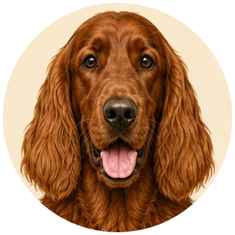 Ierse setter