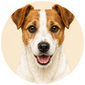 Jack russel