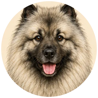 Keeshond