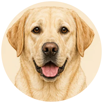 Labrador