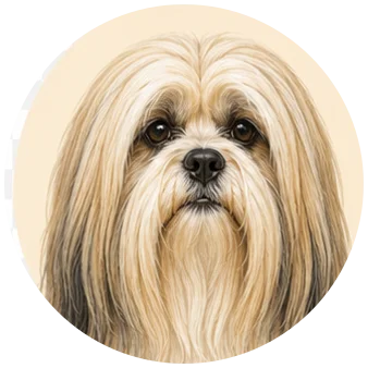 Lhaso apso