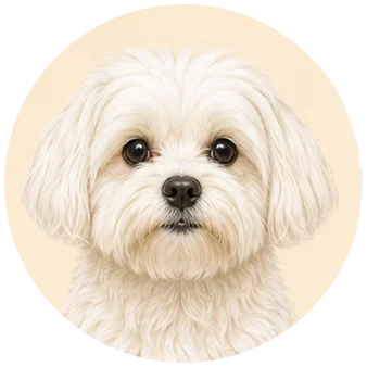 Maltezer