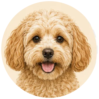 Maltipoo