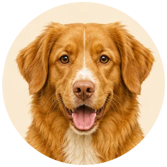 Nova scotia duck tolling retriever