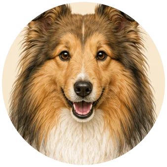Sheltie