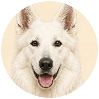 Witte herder